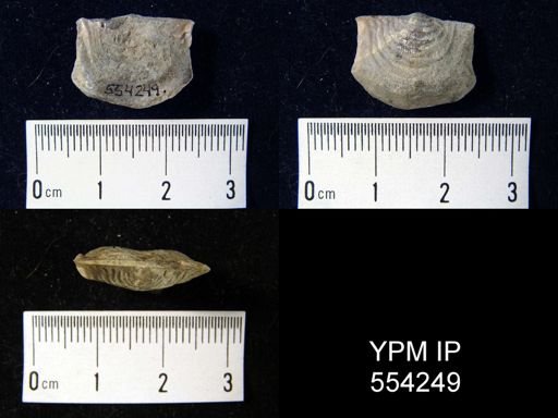 Leptaena rhomboidalis