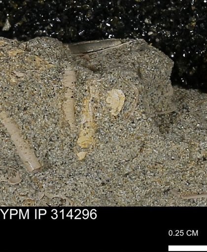 undet. Scaphopoda