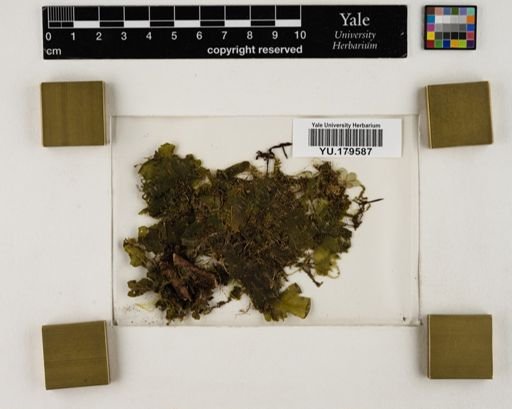 Plantae