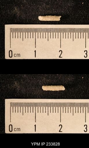 Archaeocidaris sp.