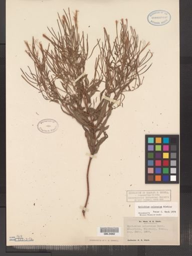 Epilobium coloratum