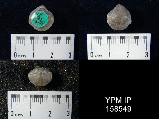 Hindella prinstana