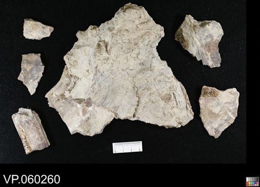 undet. Ichthyodectidae