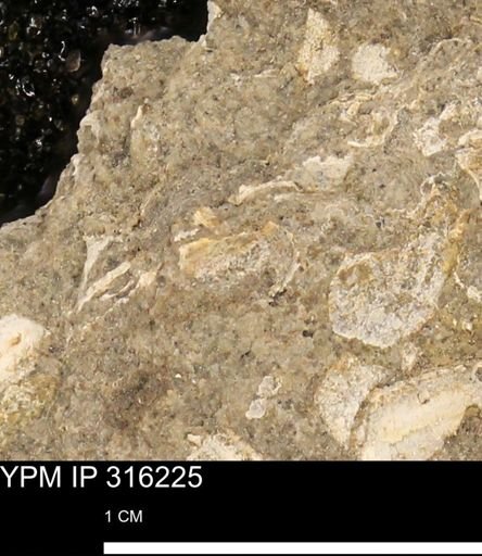 undet. Mollusca