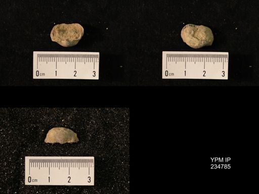Marginifera splendens