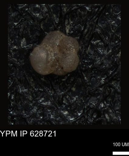 undet. Foraminiferida