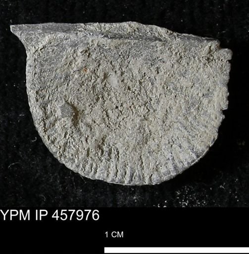 Strophodonta sp.