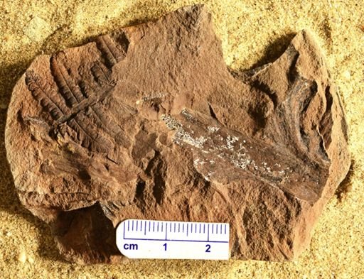 Aphlebia
