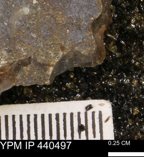 Protocardia subquadrata
