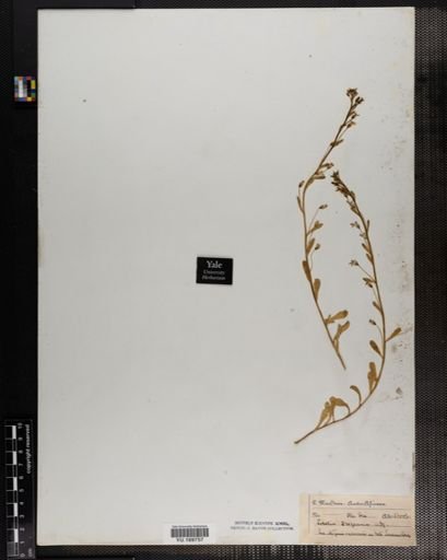 Plantae