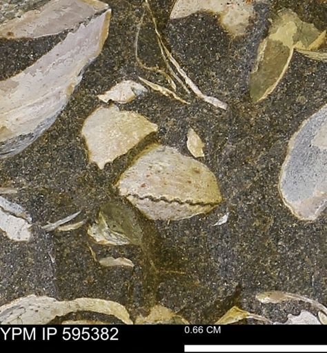 Protocardia sp.