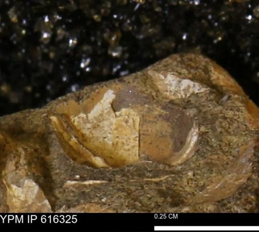 Protocardia subquadrata