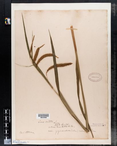 Carex crinita
