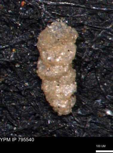 Verneuilinoides hectori