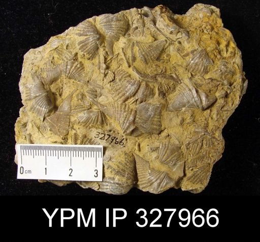 Mucrospirifer mucronatus
