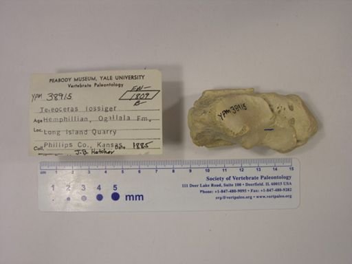 Teleoceras fossiger