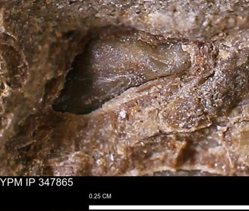 undet. Bivalvia