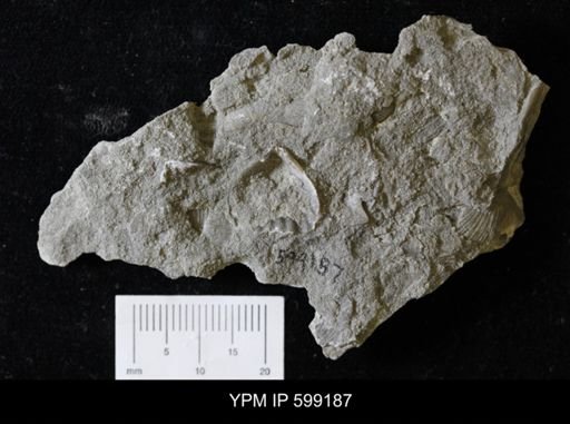 Platystrophia sp.