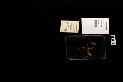 Acanthosaura crucigera