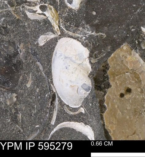 Protocardia sp.