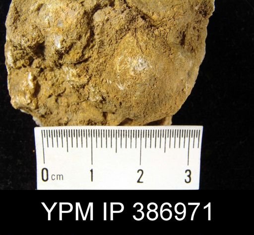 Meristella sp.