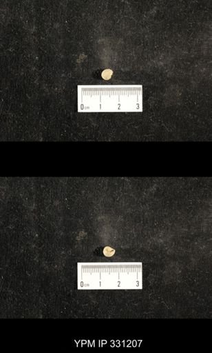 Euphemites sp.