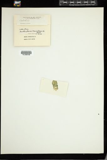 Isactis plana