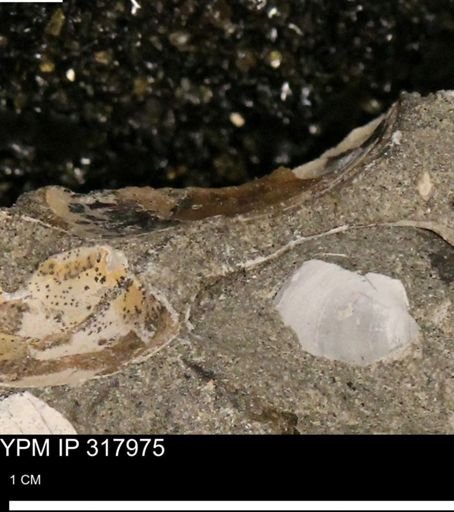undet. Mollusca