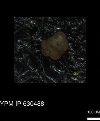 undet. Rugoglobigerinidae