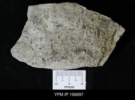 Dalmanites caudatus jupiterensis