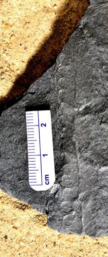 Pecopteris sp.