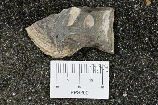 Dosiniopsis deweyi