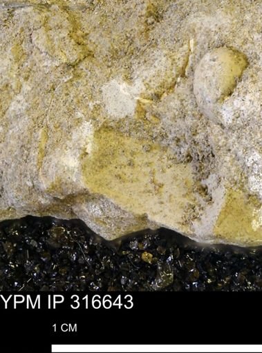 undet. Mollusca