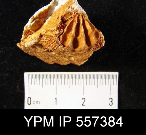 undet. Rhynchonellida