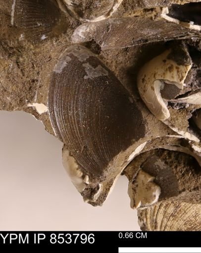 Limopsis striatopunctatus