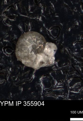 undet. Foraminiferida
