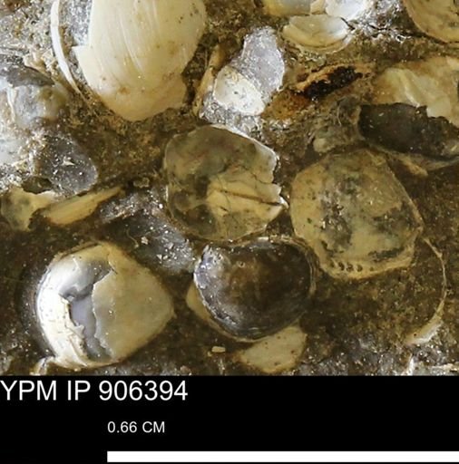 Corbulamella sp.