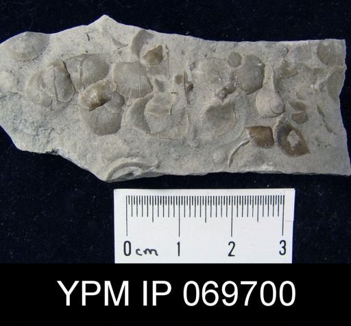Plectambonites glabra