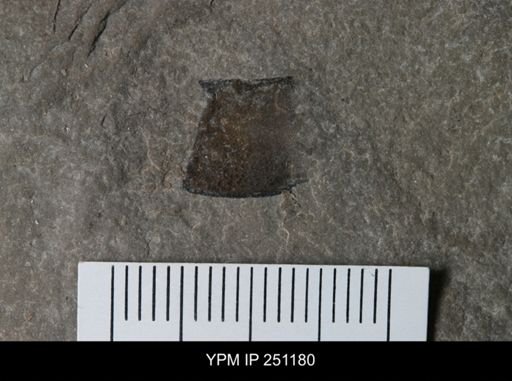 undet. Eurypterida