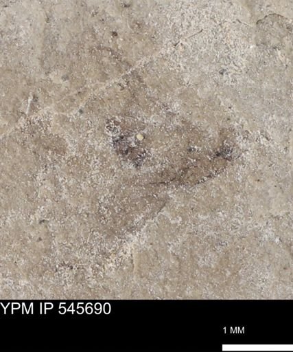 undet. Insecta