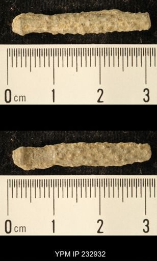 Archaeocidaris sp.