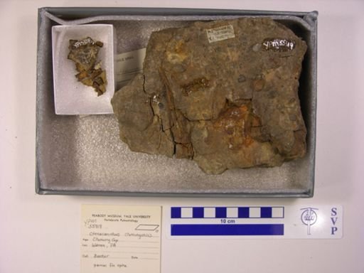 Ctenacanthus chemungensis