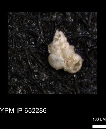 undet. Heterohelicidae