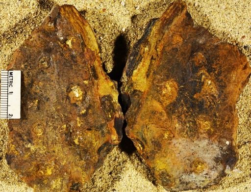 Stigmaria sp.