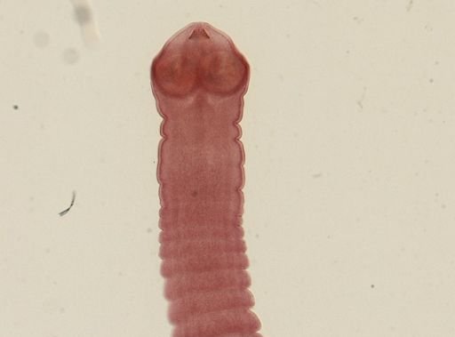 Dipylidium caninum