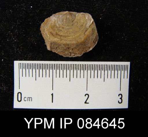 Leptaena rhomboidalis