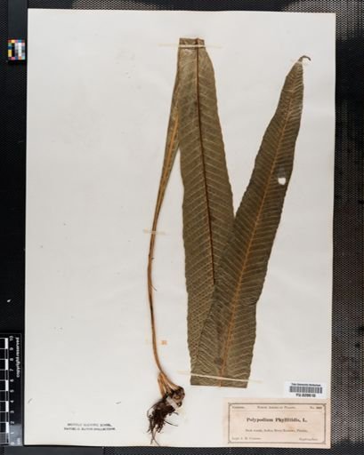 Polypodium