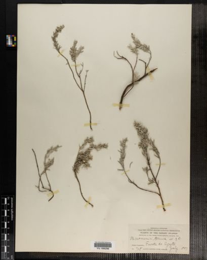Plantae
