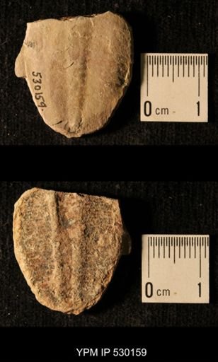 Elrathia kingi