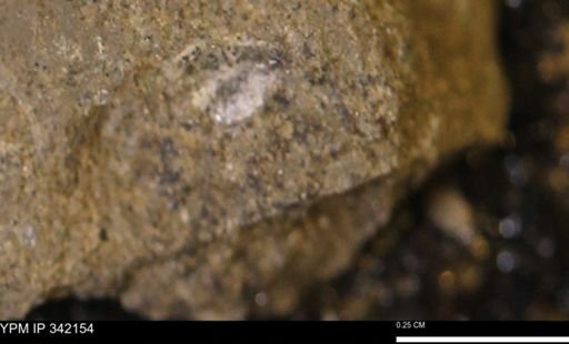 undet. Scaphitidae